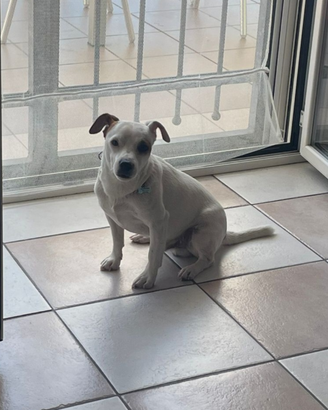 Disponibilità accoppiamento Jack Russell maschio