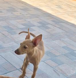 Animali