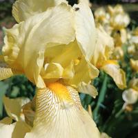 Bulbi rizomi Iris Germanico barbuto  gialli