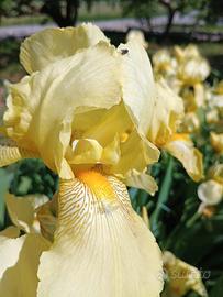 Bulbi rizomi Iris Germanico barbuto  gialli
