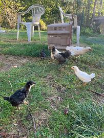 Pulcini di gallina ovaiola e da carne