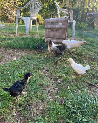 Pulcini di gallina ovaiola e da carne