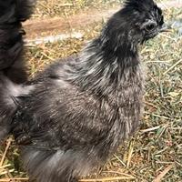 Moroseta silkie pulcinotti