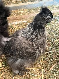 Moroseta silkie pulcinotti