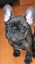 Cucciolo bulldog francese maschio esotico