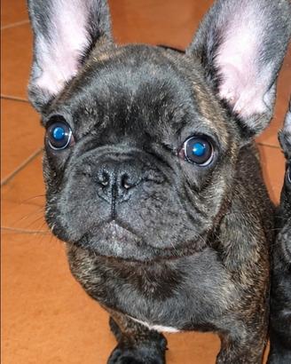 Cucciolo bulldog francese maschio esotico