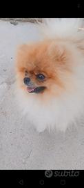 Spitz pomerania monta