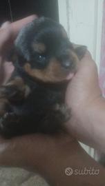 Rottweiler