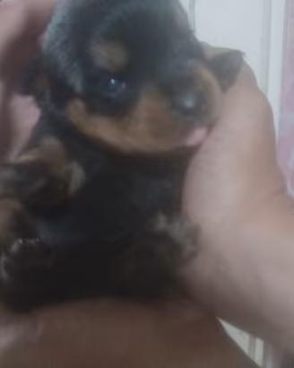 Rottweiler