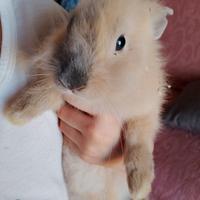 Conigli testa di Leone cuccioli