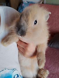 Conigli testa di Leone cuccioli