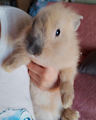 Conigli testa di Leone cuccioli
