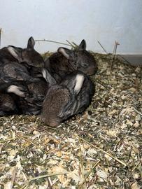 Coniglio Ariete Gigante