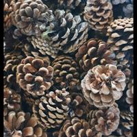 Pigne per decorazioni 