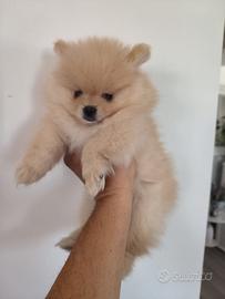 Cuccioli Volpini di Pomerania con pedigree