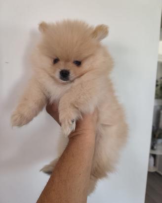 Cuccioli Volpini di Pomerania con pedigree