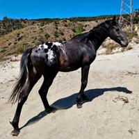 Cavallo appaloosa