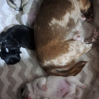 Cuccioli di chihuahua