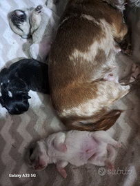 Cuccioli di chihuahua