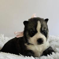 Husky pedigree