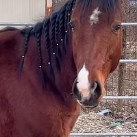 Cavallo 4 anni dolce e affidabile