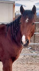 Cavallo 4 anni dolce e affidabile