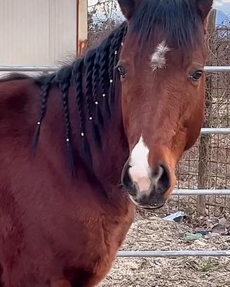 Cavallo 4 anni dolce e affidabile