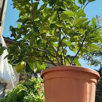 Pianta di limone