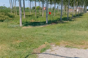 Terreno agricolo