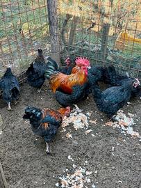 Marans Nere Ramate Galline e gallo