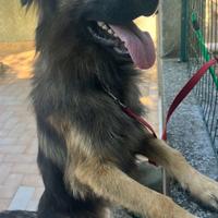 Tommy, mix pastore tedesco di 1 anno ADOZIONE