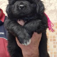 Cuccioli di Terranova da allevamento riconosciuto