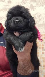 Cuccioli di Terranova da allevamento riconosciuto