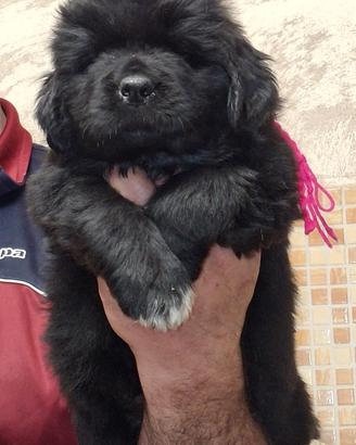 Cuccioli di Terranova da allevamento riconosciuto