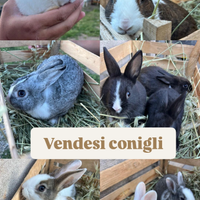 Conigli