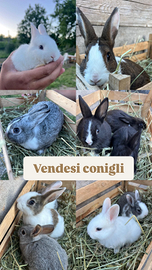 Conigli