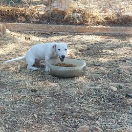 Cucciola di jack Russell terrier