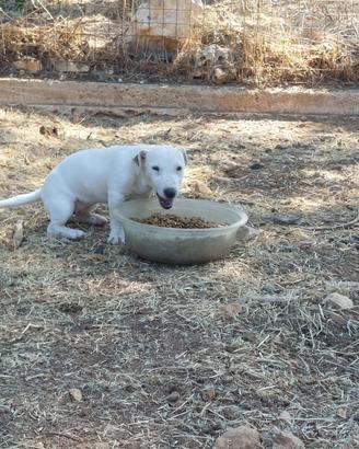 Cucciola di jack Russell terrier