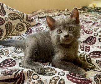 Cuccioli simil Blu di Russia