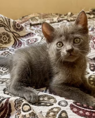 Cuccioli simil Blu di Russia
