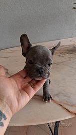 Bulldog Francesi