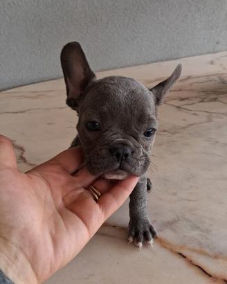 Bulldog Francesi