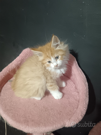 Gattini Maine coon
