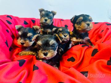 Cuccioli di Yorkshire