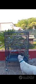 Voliera / gabbia grande