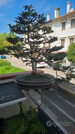 Bonsai tasso