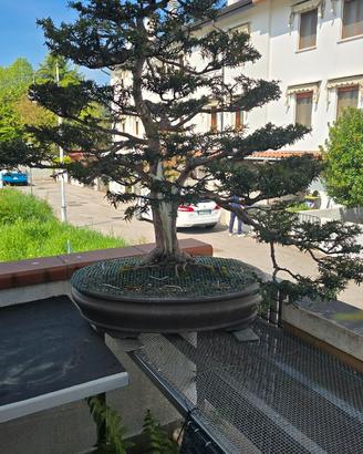 Bonsai tasso