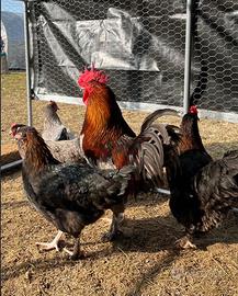 Galline Marans