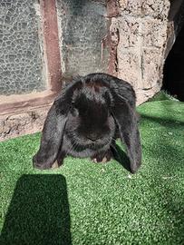 Conigli arieti giganti