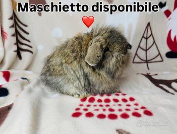 Coniglietto. PREZZO TRATTABILE